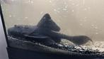 Black Adonis pleco (Acanthicus Adonis, oftewel L-155), Dieren en Toebehoren, Vis