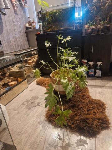 Mooie plant  beschikbaar voor biedingen