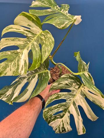 Monstera Deliciosa Variegata p17 (2) beschikbaar voor biedingen