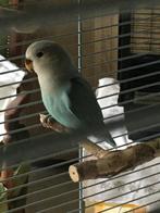 dwergpapegaai om tam te maken (eventueel met kooi), Geslacht onbekend, Dwergpapegaai of Agapornis