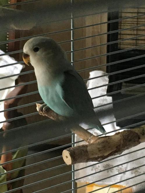 dwergpapegaai om tam te maken (eventueel met kooi), Dieren en Toebehoren, Vogels | Parkieten en Papegaaien, Dwergpapegaai of Agapornis