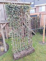 Hedera heg, Ophalen, Vaste plant, Bloeit niet, Halfschaduw