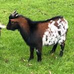 Dekbok, Dieren en Toebehoren, Schapen, Geiten en Varkens, Mannelijk, Geit