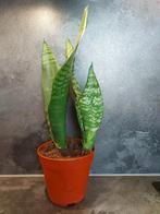 Stekken Sanseveria Trifasciata - nr. 2, Overige soorten, Ophalen of Verzenden, In pot, Minder dan 100 cm