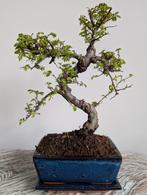 Zelkova Bonsai, Bloeit niet, Halfschaduw, Minder dan 100 cm, Overige soorten