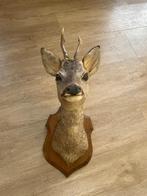 Opgezette reekop, Verzamelen, Dierenverzamelingen, Ophalen, Zo goed als nieuw, Hert, Opgezet dier