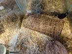 Rattus norvegicus Kleur Rat, Dieren en Toebehoren, Juli, Meerdere dieren, Rat