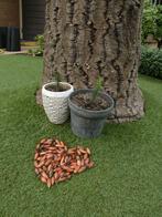 APENBROODBOOM / Slangenden zaden nu 5 voor 5 euro, Ophalen of Verzenden, Volle zon, Zaad