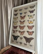 Poster vlinders in lijst XL, Huis en Inrichting, Woonaccessoires | Lijsten, Ophalen, Zo goed als nieuw, Kunststof