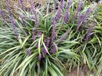 Liriope muscari 'Moneymaker' - Vaste Plant, Bodembedekkers, Vaste plant, Ophalen of Verzenden, Halfschaduw