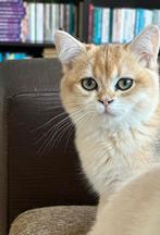 British Shorthair Black Golden – Gechipt & Gevaccineerd, Dieren en Toebehoren, Katten en Kittens | Raskatten | Korthaar, Poes