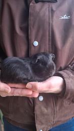 Cavia mannen, Dieren en Toebehoren, Knaagdieren, Oktober, Mannelijk, Cavia