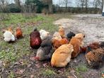Hanen en hennen Cochin kriel, Dieren en Toebehoren, Pluimvee, Meerdere dieren, Kip