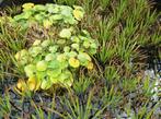 Vijverplanten - Krabbenscheer en waterlelie, Ophalen