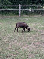 Ouessant ram, Dieren en Toebehoren, Mannelijk, Schaap