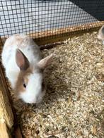 Dwerg konijnen, Dieren en Toebehoren, Konijnen, Meerdere dieren, Dwerg, 0 tot 2 jaar