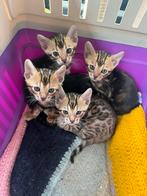 Bengaalse kittens, Dieren en Toebehoren, Katten en Kittens | Raskatten | Korthaar, Kater, Gechipt, 0 tot 2 jaar