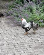 Wyandotte Haan, Dieren en Toebehoren, Pluimvee, Mannelijk, Kip