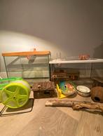 Hamster terrarium /hokken, Gebruikt, 60 tot 90 cm, Ophalen of Verzenden, 75 tot 110 cm