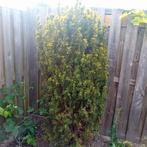 Taxus, Ophalen of Verzenden, Taxus, Minder dan 100 cm