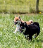 Mooie Shiba pups te koop, Dieren en Toebehoren, Nederland, Rabiës (hondsdolheid), Overige rassen, 8 tot 15 weken