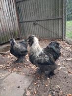 2 zijdehoenders hanen, Dieren en Toebehoren, Pluimvee, Mannelijk, Kip