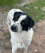 Ontmoet Apollo: een prachtige pup op zoek naar zijn familie, Dieren en Toebehoren, Honden | Niet-rashonden, Particulier, 15 weken tot 1 jaar