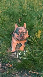 Zeldzame mooie dekreu !, Rabiës (hondsdolheid), Reu, 1 tot 2 jaar, Bulldog