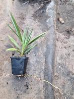 Mooie fortunei x princeps, Tuin en Terras, Ophalen of Verzenden, Volle zon, Overige soorten, Minder dan 100 cm