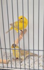 Kleurkanaries 3 koppels  Isabel geel, Dieren en Toebehoren, Vogels | Kanaries, Meerdere dieren, Kleurkanarie