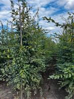 Carpinus betelus ( haagbeuk), Tuin en Terras, Planten | Bomen, Ophalen of Verzenden, Volle zon, Overige soorten
