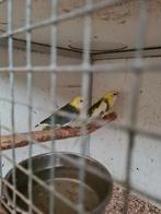 Koppel bonte strogele  rosella, Dieren en Toebehoren, Meerdere dieren, Parkiet, Geringd