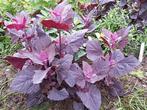 Uit de biologische moestuin: Rode tuinmelde plantjes., Volle zon, Groenteplanten, Eenjarig, Ophalen of Verzenden