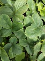 stekjes ananas-aardbei, Tuin en Terras, Planten | Tuinplanten, Ophalen, Zomer, Volle zon