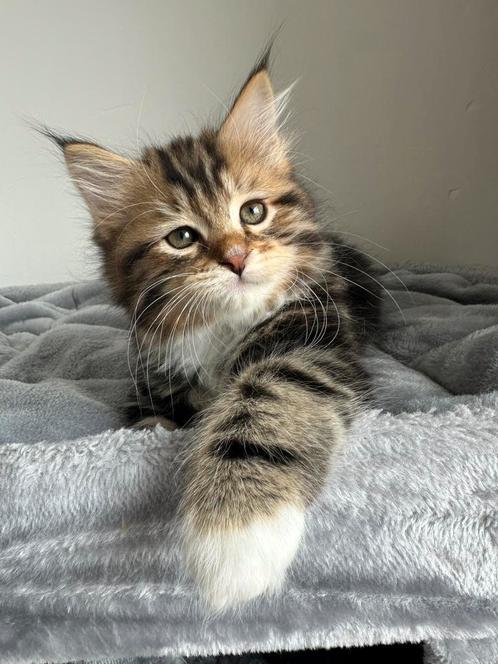 Prachtige siberische kitten met stamboom️ ❤️, Dieren en Toebehoren, Katten en Kittens | Raskatten | Langhaar, Meerdere dieren