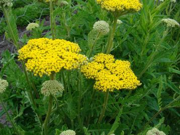 Vaste plant: Achillea Fillipendula 2 euro  beschikbaar voor biedingen