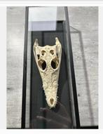 Siamese Krokodil Schedel in Vitrine - CITES aanwezig, Ophalen of Verzenden, Nieuw, Reptiel of Amfibie, Schedel