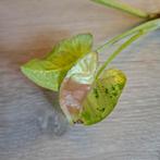 Syngonium milk confetti tricolor stekjes, Huis en Inrichting, Kamerplanten, Ophalen of Verzenden, Overige soorten, Minder dan 100 cm