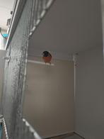 Te koop Kapoetsensijzen koppel 2025., Dieren en Toebehoren, Meerdere dieren, Kleurkanarie