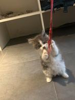 Prachtige Maine coon Kittens, Dieren en Toebehoren, Katten en Kittens | Overige Katten, Meerdere dieren, Langharig, 0 tot 2 jaar