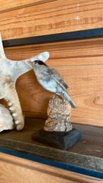 Opgezette vogel taxidermie mancave, Ophalen of Verzenden, Zo goed als nieuw, Vogel, Opgezet dier