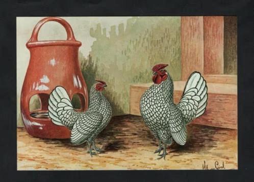 Pluimvee Kippen Sebright Zilver Boerderij, Van Gink., Verzamelen, Ansichtkaarten | Dieren, Ongelopen, 1980 tot heden, Vogel, Verzenden