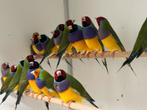 Gouldamadines - Chloebia gouldiae, Dieren en Toebehoren, Meerdere dieren, Tropenvogel, Geringd