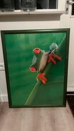 Poster van kikker in lijst, Ophalen of Verzenden