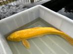 Yamabuki Ogon, Dieren en Toebehoren, Vissen | Vijvervissen, Karper of Koi