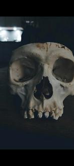 antieke echte menselijke schedel, curiosa, preparaat, Ophalen of Verzenden