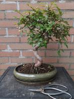 Zelkova Bonsai, Ophalen of Verzenden, Overige soorten, Minder dan 100 cm