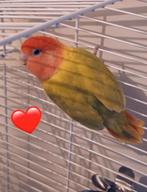 Tamme agapornis / dwergpapegaai, Geslacht onbekend, Dwergpapegaai of Agapornis, Tam