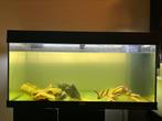 Jewel aquarium 100x40x50, Dieren en Toebehoren, Vissen | Aquaria en Toebehoren, Gebruikt, Ophalen, Leeg aquarium