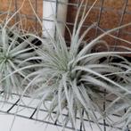 Tillandsia tectorum, Ophalen of Verzenden